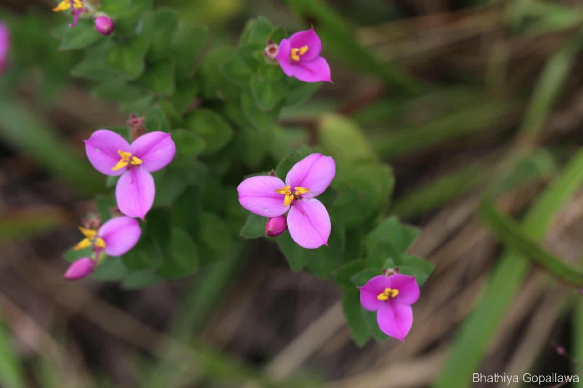 Sonerila firma (Thwaites ex C.B.Clarke) Lundin